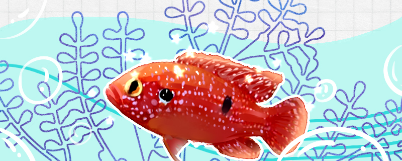 红宝石鱼怎么变红，颜色变暗了怎么办