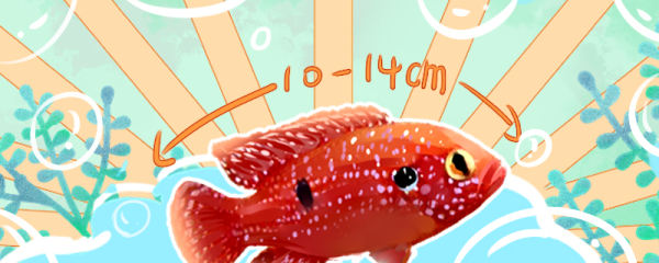 红宝石鱼能长多大，寿命多长