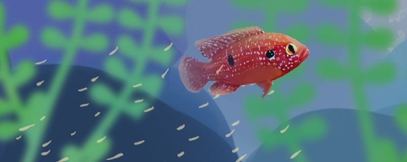 红宝石鱼什么时候繁殖，繁殖前有什么征兆