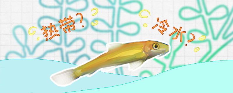 キンポウゲは冷水魚なのか、水温は何度が合うのか
