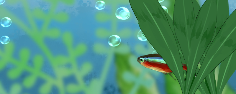 宝蓮灯魚はどうやって繁殖しますか？幼魚はどうやって飼いますか？