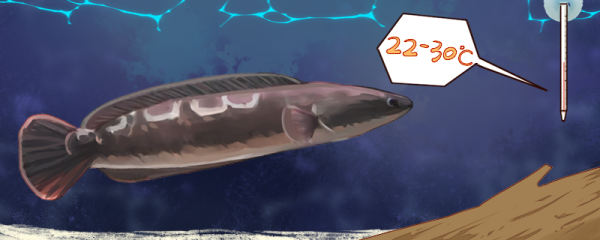 大铅笔鱼多大开始发色，怎么养出状态