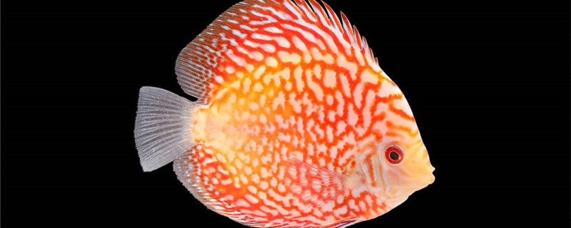 What is method of reproduction of 7 colour angelfish, when to breed?