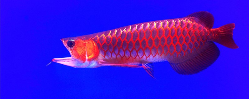 What does arowana eat best, can you eat loach?
