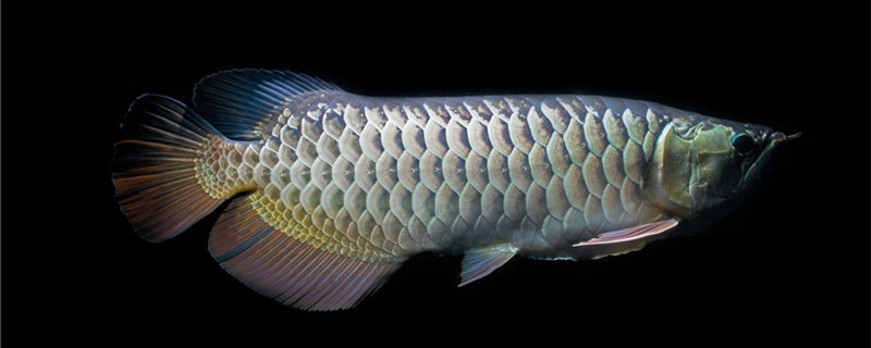 How does arowana not eat feed to do, can you starve to death?