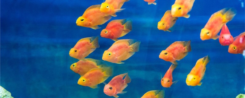 What are the signs of parrot fish spawning and how to spawn?