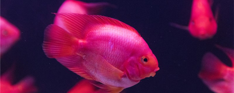 When does the parrot fish spawn and what are the signs of spawning?