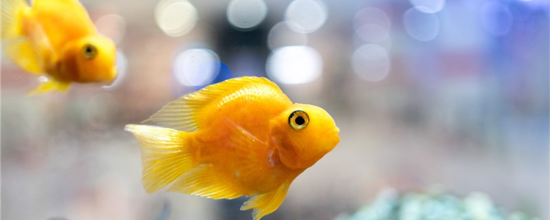 How to deal with parrot fish tank bully, need to fish out?