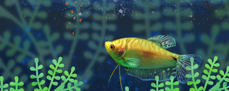Gold man arowana is not mental what reason is not feeding, do not eat a thing to