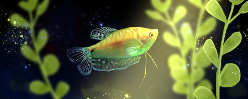 How to raise the Golden Dragon Fish? Is it easy to raise the Golden Dragon Fish?