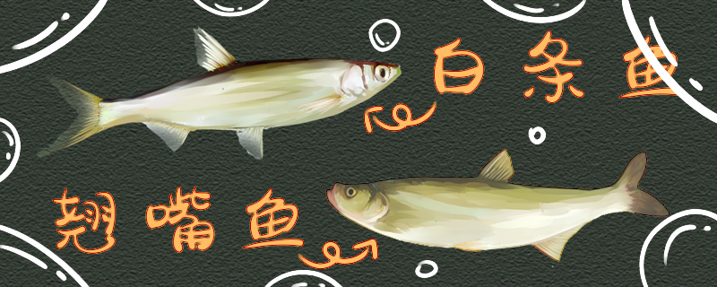 白条鱼和翘嘴鱼有什么区别，可以混养吗