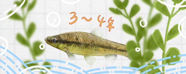 麦穗鱼能活多久，能养在鱼缸里吗