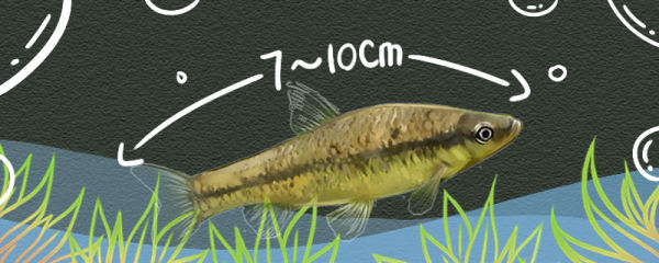 麦穗鱼能长多大，多大可以繁殖