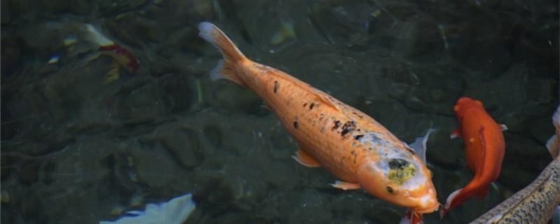 What reason is brocade carp does not eat feed, how to treat?