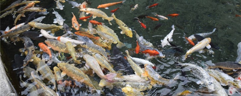 Buy a few days of new koi can feed, how long can change water?
