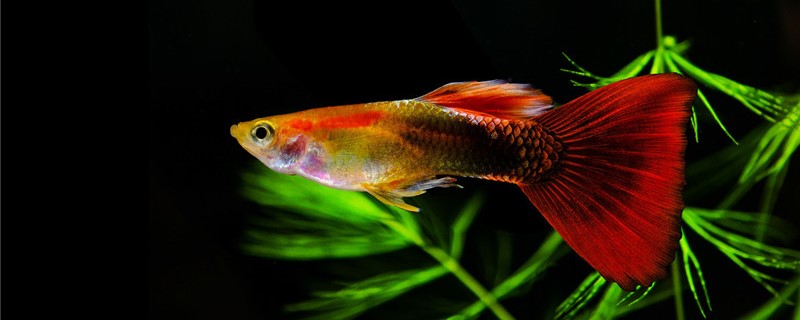 How do guppies feed and grow fast? What do they eat and grow fast?