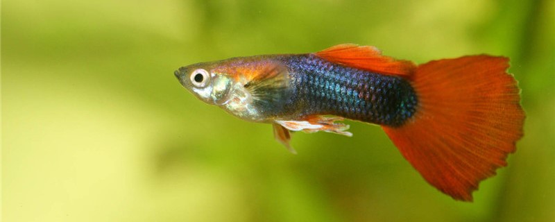 How does guppy raise in the winter, should heat?