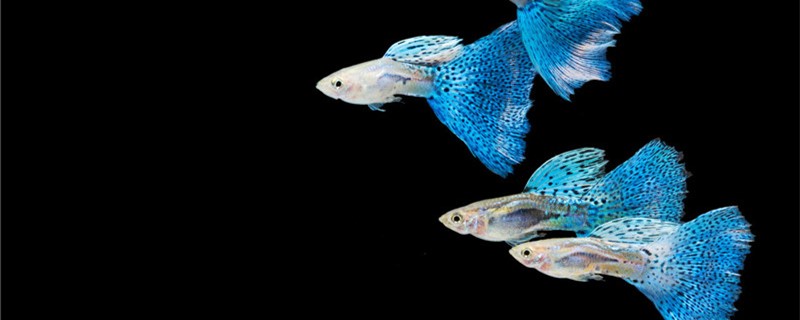 How and at what age do guppies breed?