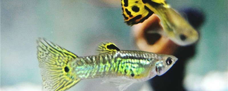 Is the guppy easy to raise and easy to die?