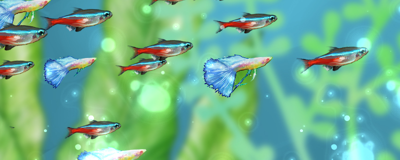 红绿灯鱼能和什么鱼混养，能和孔雀鱼混养吗