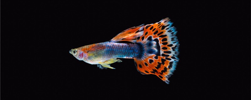 What is the difference between guppy burned tail and rotten tail? Do they appear