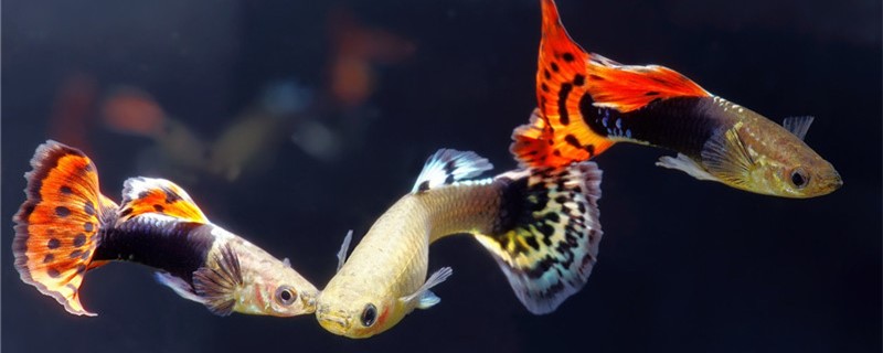 How does guppy divide male and female, can male and female raise together?