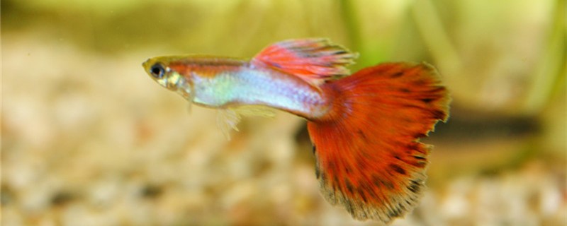 Is the guppy easy to raise? It is not easy to die.
