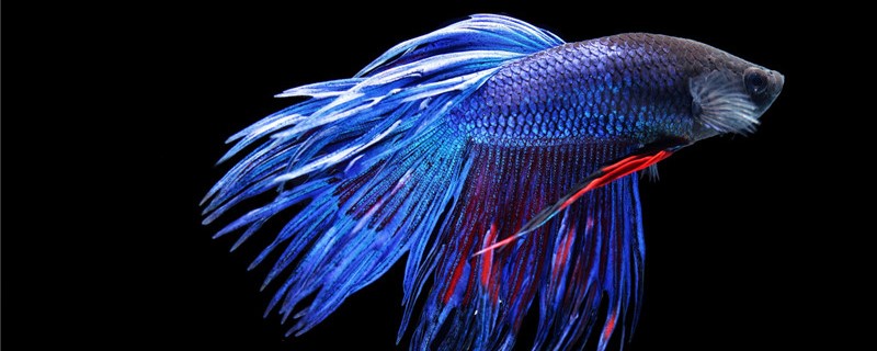 How to raise a fighting fish, can you raise a pair?