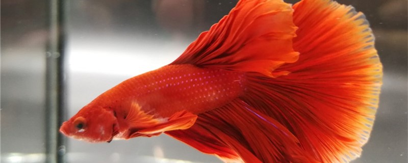 Betta is a cold water fish or tropical fish, with the number of degrees of water