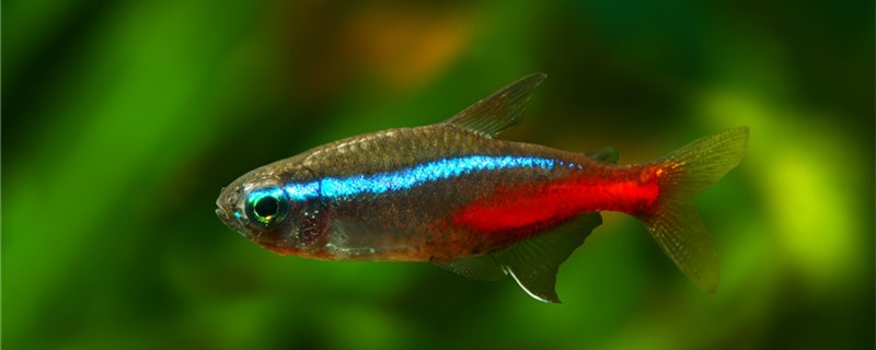 红绿灯鱼如何繁殖多大可以生小鱼 鱼粮鱼药