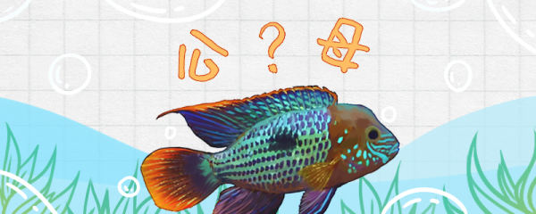 红尾皇冠鱼怎么分公母，如何进行繁殖
