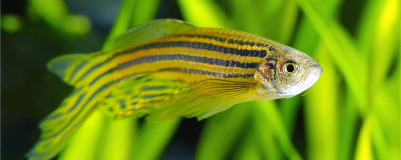 How does zebra fish raise ability won't die, what to need to notice?