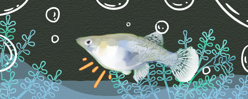 食蚊鱼什么时候生小鱼，生小鱼的前兆是什么