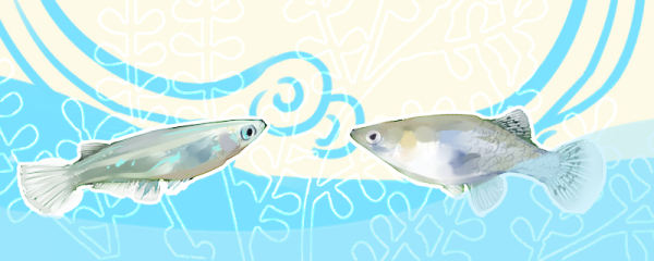 青鳉鱼和食蚊鱼有什么区别，可以混养吗