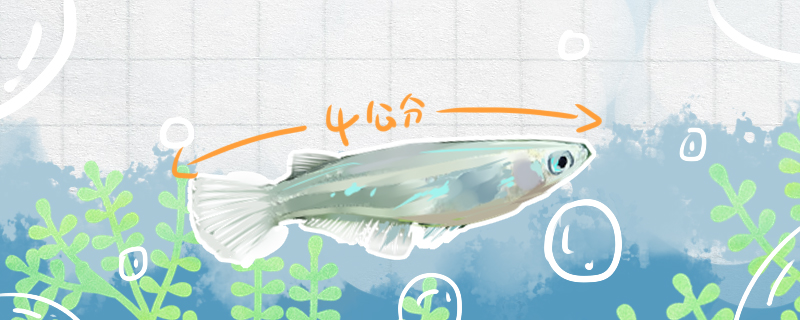 青鳉鱼能长多大，能活多久