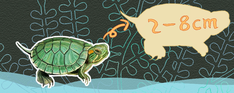 巴西龟一年能长多大，怎么养长得快