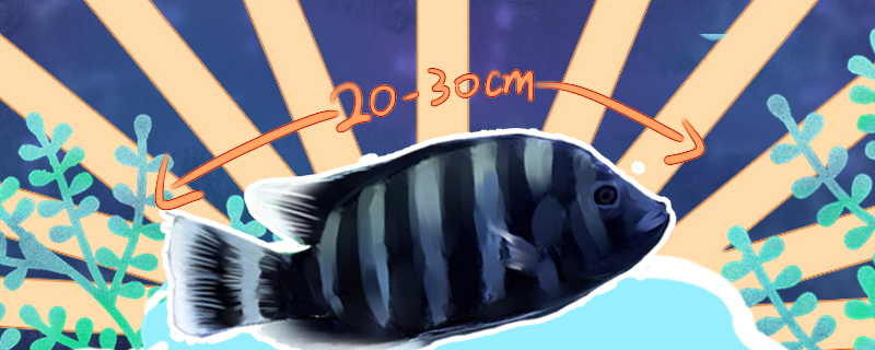 How big can fish grow and how long can they live?