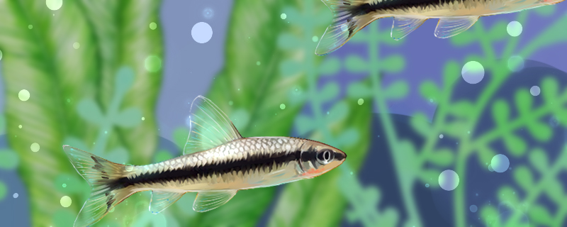 ポケモン魚は何を食べて、褐藻を食べることができますか？