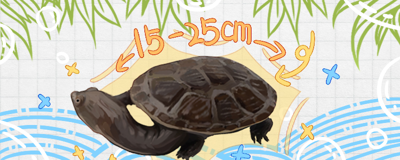 蛇颈龟能长多大，能活多少年