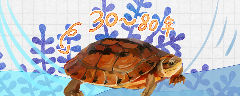 how-long-can-money-turtles-live-and-how-old-can-they-reproduce