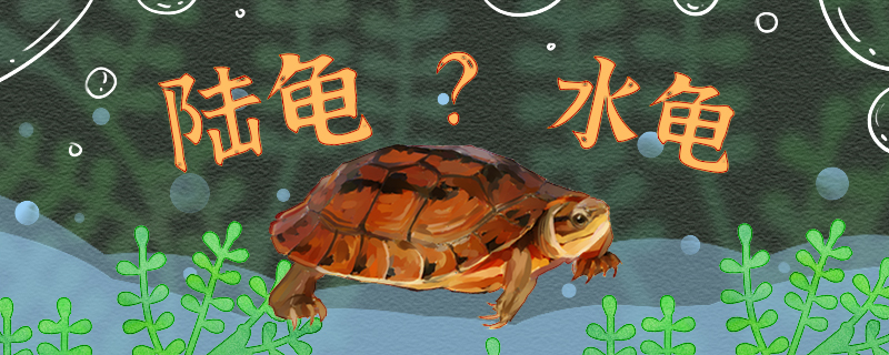 金钱龟是水龟还是陆龟，水深多少合适