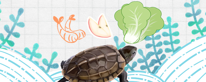 草龟吃什么食物，多长时间喂一次龟粮