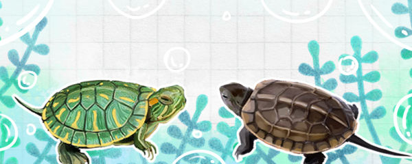 草龟和巴西龟能交配么，和花龟能交配吗