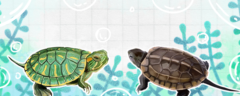 草龟和巴西龟能一起养吗，和花龟能一起养吗