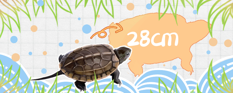 How big can the tortoise grow and how long can it grow?