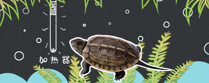 Do tortoises need heating rods, do they need to avoid holes?