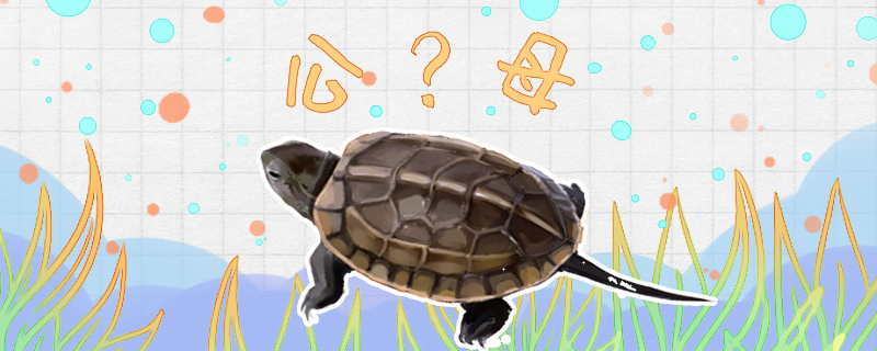 草龟怎么分公母，公母可以在一起养吗