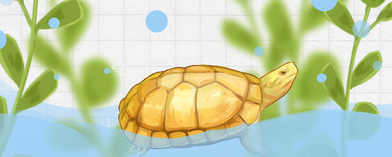 黄喉拟水龟水位多高，多久换一次水
