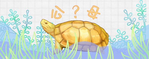 黄喉拟水龟怎么分公母，公母哪个容易发色