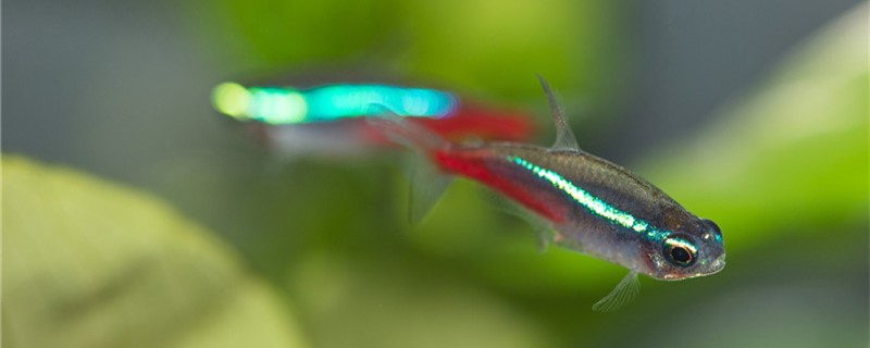 Is the lantern fish easy to raise? How?